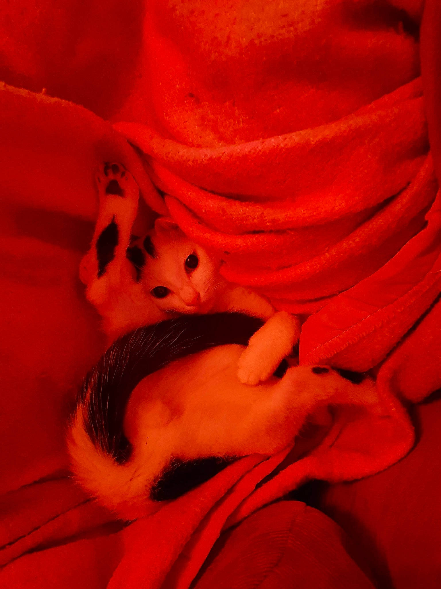 Pitch participe au concours pour gagner de l'argent avec cette photo : fawn, flesh, mouth, muridae, orange, peach, rat, red