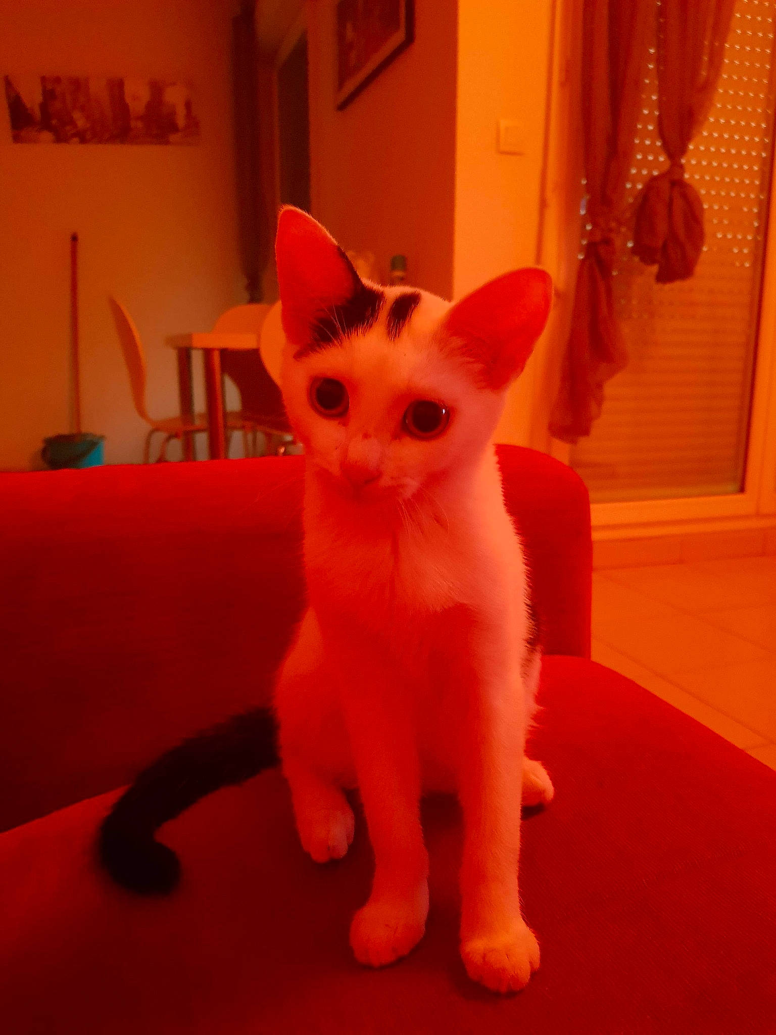 Pitch a rejoint le concours — aidez-le/la à gagner de superbes lots ! asian, carnivore, cat, colorpoint_shorthair, cornish_rex, devon_rex, domestic_short_haired_cat, felidae, german_rex, javanese, khao_manee, kitten, mammal, oriental_longhair, oriental_shorthair, small_to_medium_sized_cats, tail, turkish_angora, vertebrate, whiskers