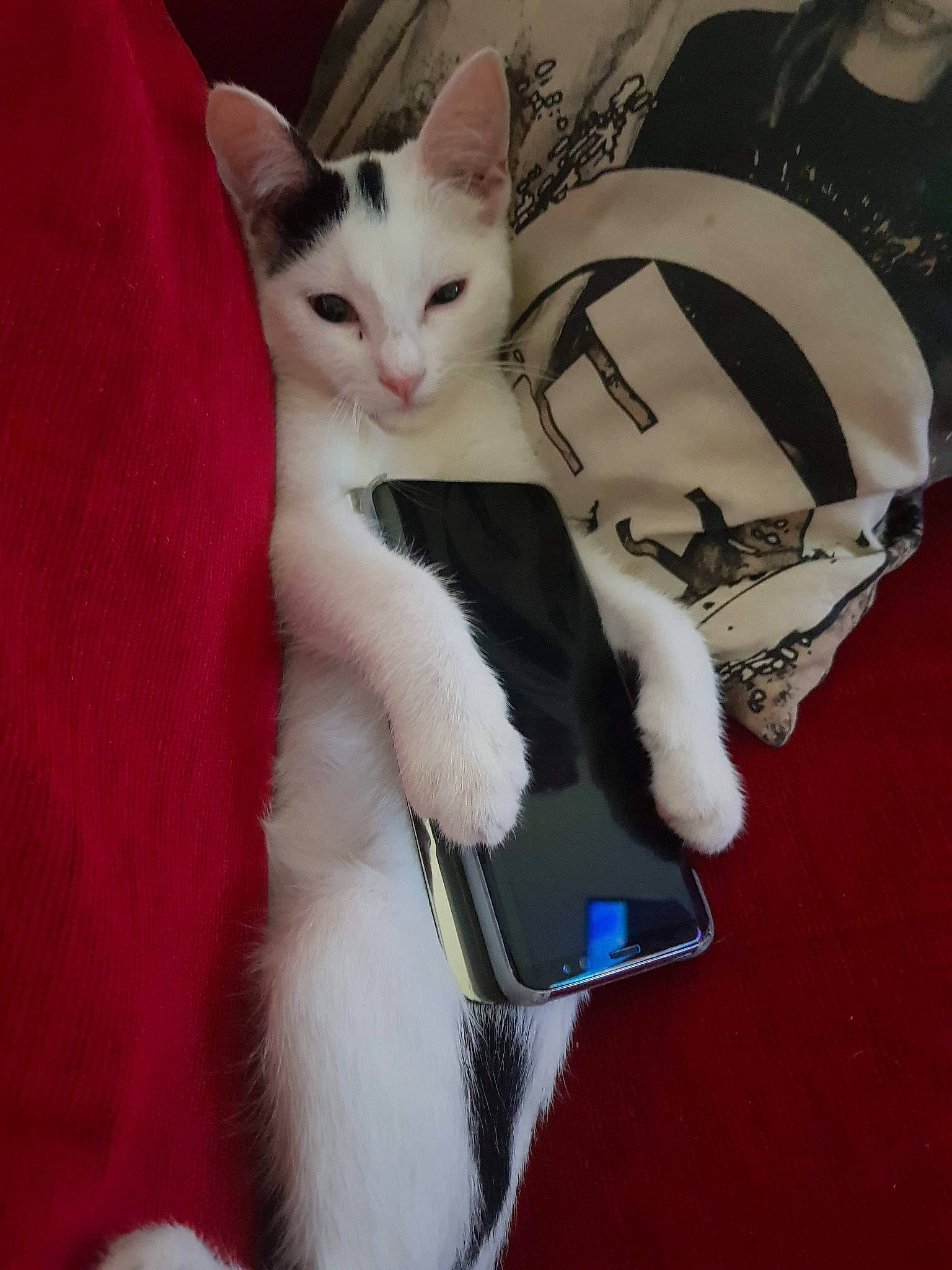 Pitch participe au concours pour gagner de l'argent avec cette photo : american_wirehair, asian, carnivore, cat, domestic_short_haired_cat, felidae, fur, japanese_bobtail, khao_manee, kitten, paw, small_to_medium_sized_cats, tail, whiskers, white