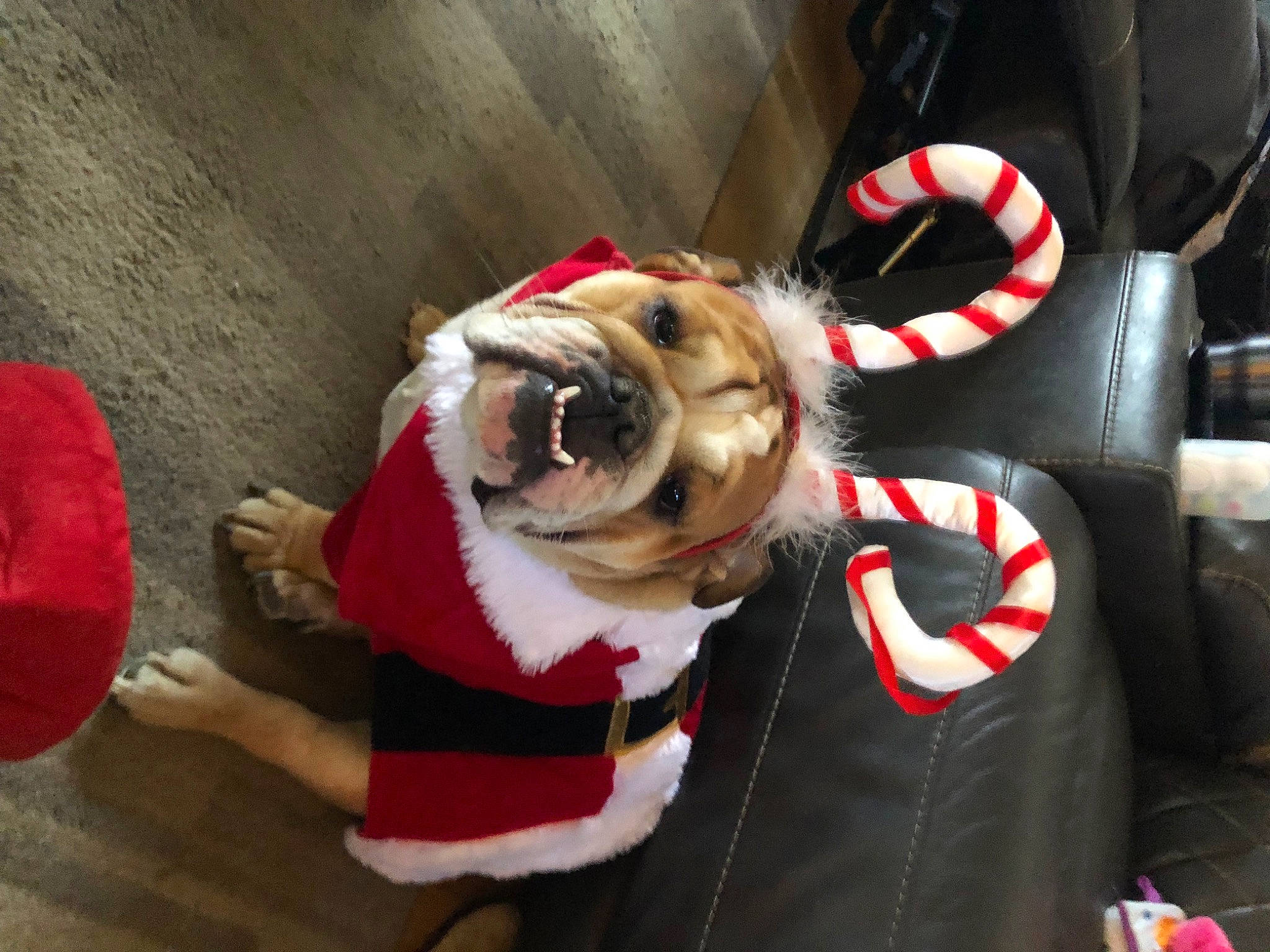 Lucy is registered to the contest to win money with this photo: carnivore, collar, companion_dog, costume_hat, dog, dog_breed, dog_clothes, dog_collar, dog_supply, eyewear, fawn, leash, pet_supply, pug, santa_claus, snout, sporting_group, tail, wood, working_animal