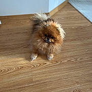 Nana a rejoint le concours — aidez-le/la à gagner de superbes lots ! dog, pomeranian, fluffy, indoor, wooden_floor, pet, small_dog, curious, fur, animal, companion, cute, domestic, light, shadow, flooring, corner, carpet, house, pet_portrait