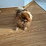 dog, pomeranian, fluffy, indoor, wooden_floor, pet, small_dog, curious, fur, animal, companion, cute, domestic, light, shadow, flooring, corner, carpet, house, pet_portrait