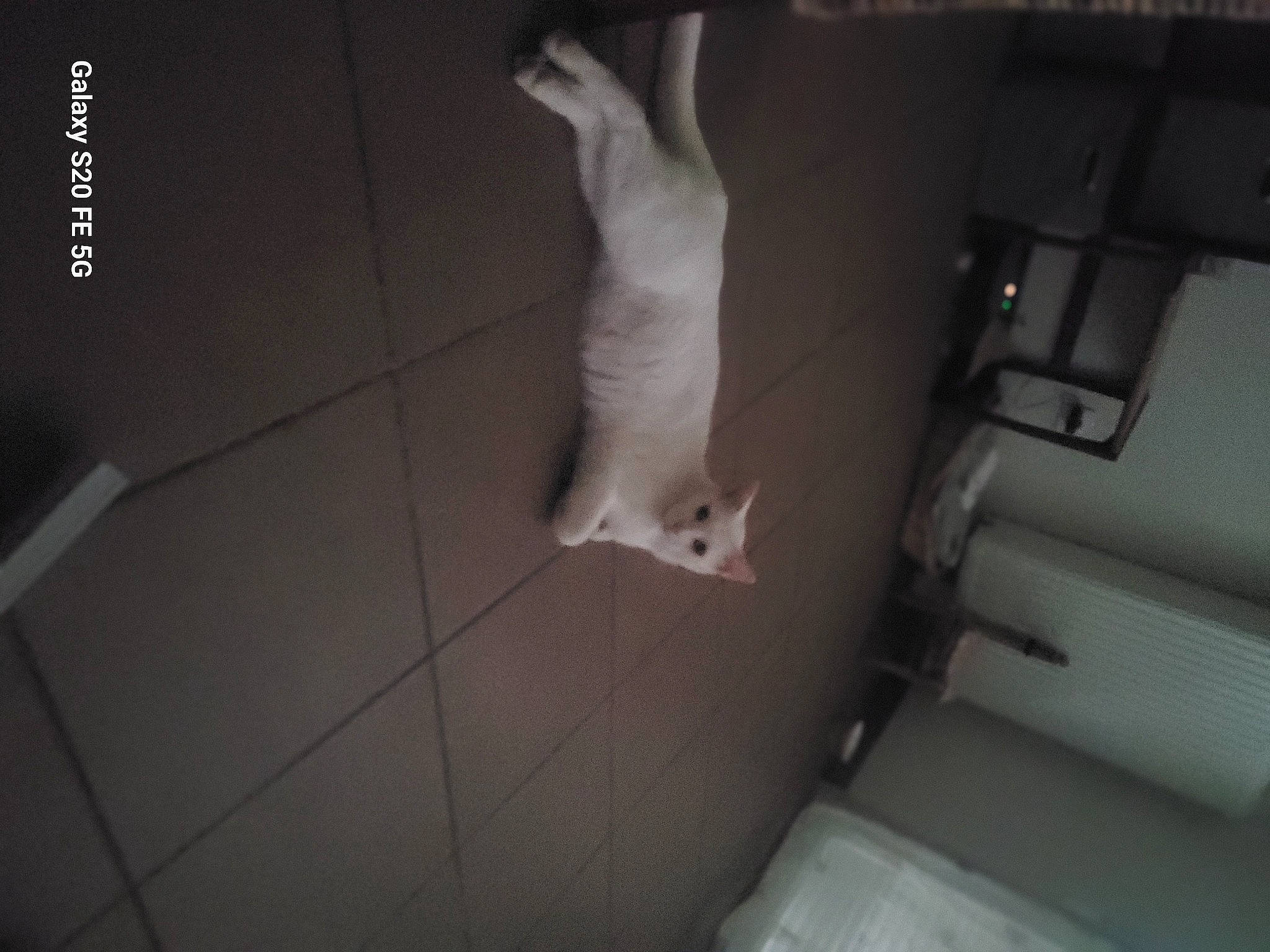 Pespi participe au concours pour gagner de l'argent avec cette photo : cat, darkness, felidae, flooring, foot, fur, grey, hardwood, human_leg, monochrome, monochrome_photography, paper, paper_product, pattern, room, shadow, small_to_medium_sized_cats, tail, tile, wood