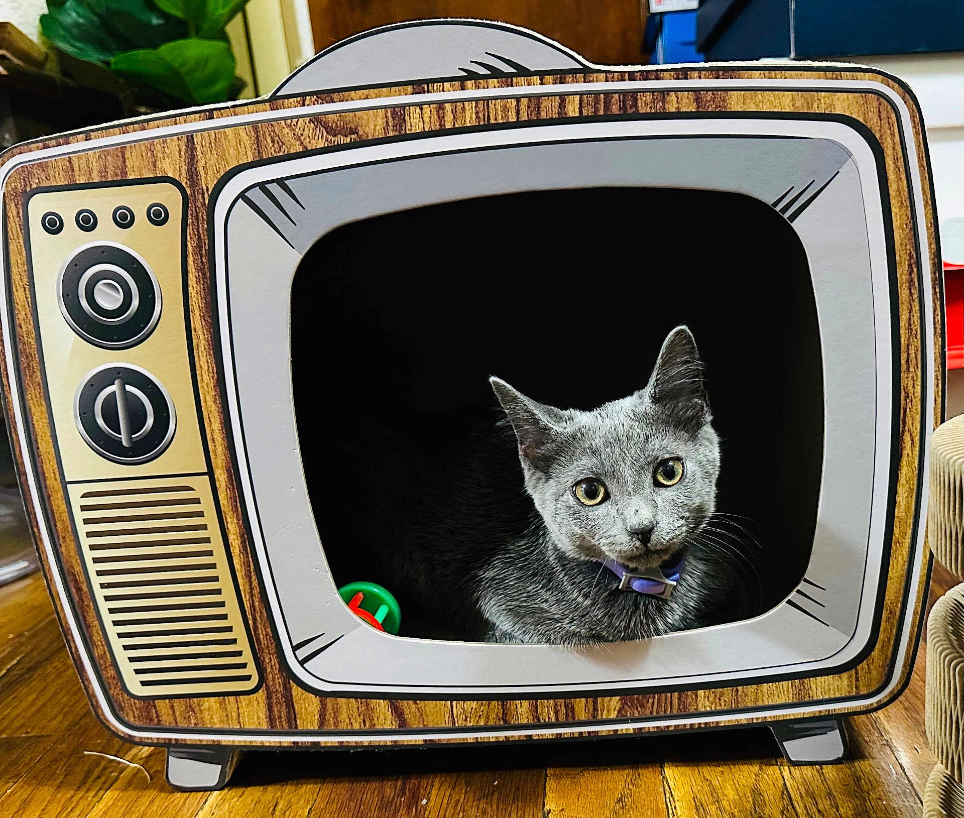 Dusky is registered to the contest to win money with this photo: cat, gray_cat, cardboard_box, retro_tv_design, toy, wooden_floor, indoor, pet, curious, animal, feline, eyes, ears, collar, playful, home, furniture, decor, closeup, portrait