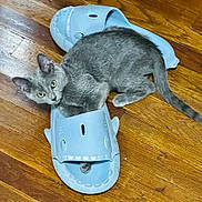 Dusky is registered to the contest to win money with this photo: cat, kitten, gray_cat, slipper, blue_slipper, shark_design, wooden_floor, pet, animal, playful, curious, indoor, footwear, flooring, domestic, cute, small, feline, young_cat, eye_contact