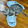 cat, kitten, gray_cat, slipper, blue_slipper, shark_design, wooden_floor, pet, animal, playful, curious, indoor, footwear, flooring, domestic, cute, small, feline, young_cat, eye_contact