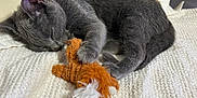 Dusky is registered to the contest to win money with this photo: cat, gray_cat, sleeping, toy, plush_toy, white_blanket, indoor, pet, feline, cozy, resting, paw, fur, close_up, cute, domestic_animal, animal, soft_texture, relaxing, nap
