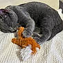 cat, gray_cat, sleeping, toy, plush_toy, white_blanket, indoor, pet, feline, cozy, resting, paw, fur, close_up, cute, domestic_animal, animal, soft_texture, relaxing, nap