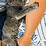 Dusky joined the competition — help win amazing prizes! kitten, cat, sleeping, gray_cat, human_arm, bedspread, blue, white, pattern, resting, cute, pet, feline, cozy, indoor, nap, fur, paw, closeup, comfort