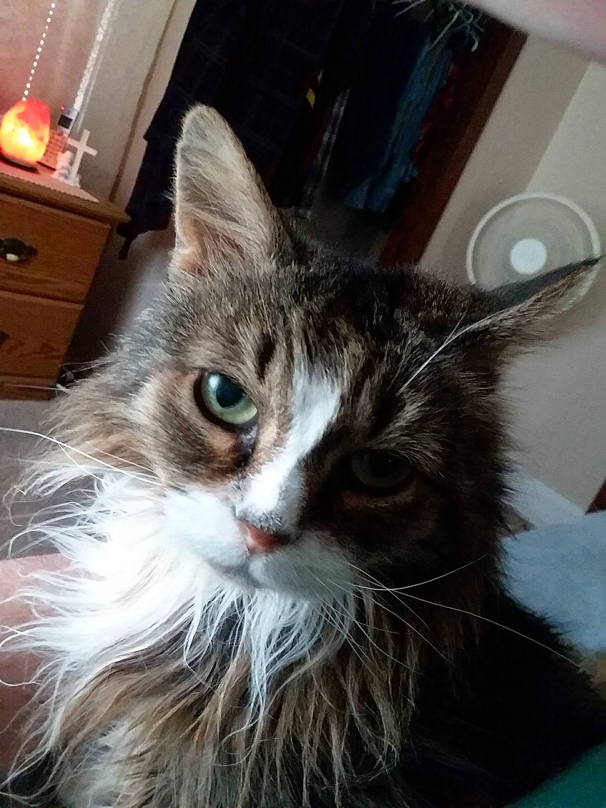 Abby is registered to the contest to win money with this photo: box, cabinetry, carnivore, cat, chest, chest_of_drawers, claw, domestic_short_haired_cat, door, drawer, dresser, felidae, fur, iris, nightstand, paw, small_to_medium_sized_cats, snout, whiskers, window