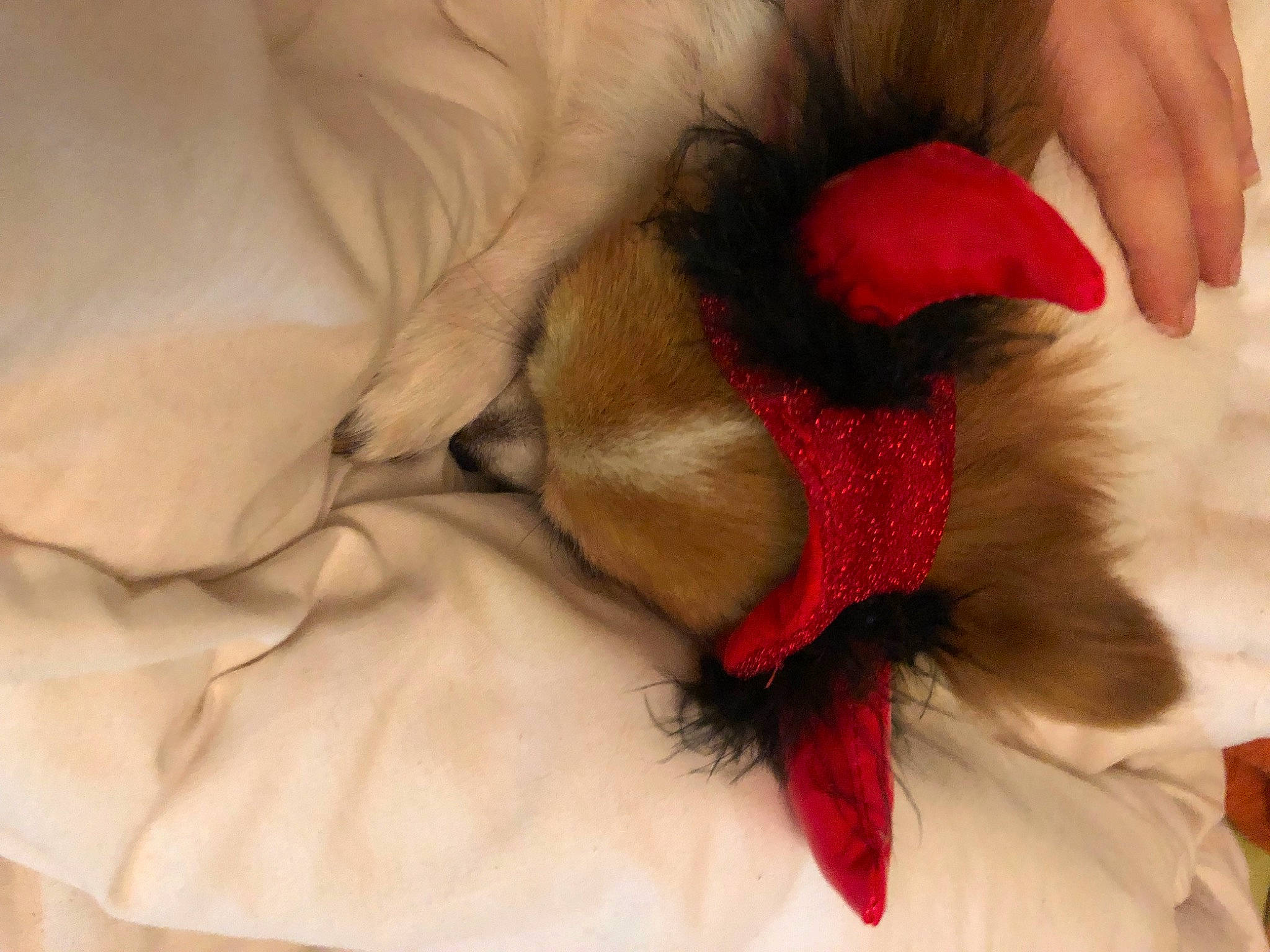 Paco a rejoint le concours — aidez-le/la à gagner de superbes lots ! abdomen, bed, canidae, carnivore, comfort, companion_dog, dog_breed, eyelash, fawn, feather, felidae, fur, hand, linens, nail, paw, petal, small_to_medium_sized_cats, sporting_group, whiskers