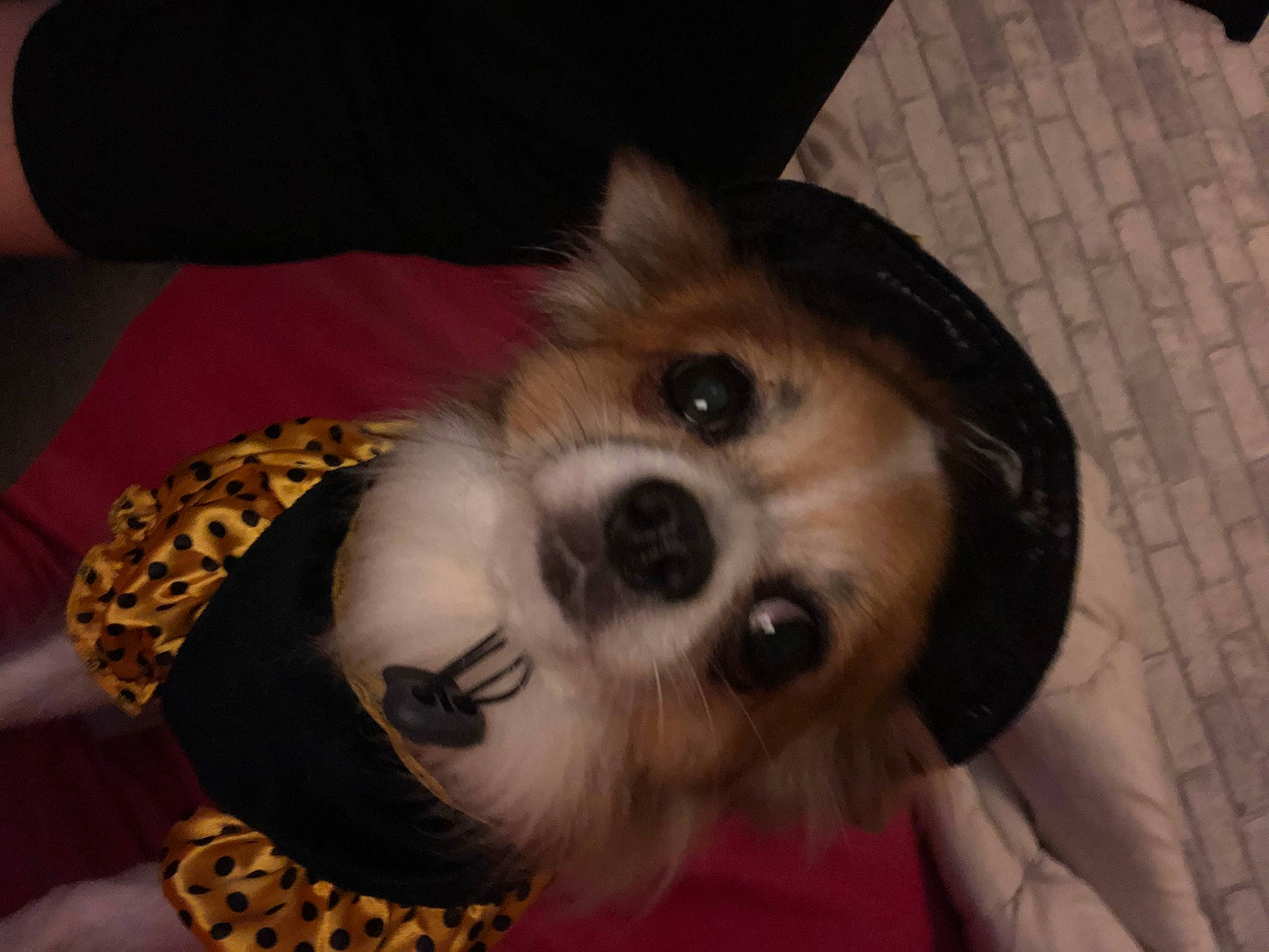 Paco participe au concours pour gagner de l'argent avec cette photo : canidae, carnivore, comfort, companion_dog, couch, dog, dog_breed, dog_supply, fawn, fur, non_sporting_group, paw, puppy, puppy_love, small_terrier, snout, sporting_group, toy_dog, whiskers
