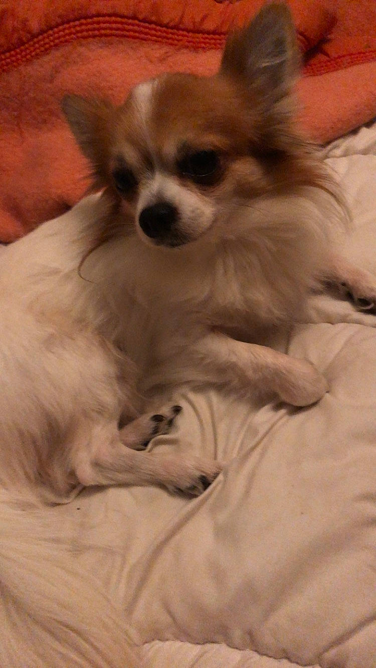 Paco