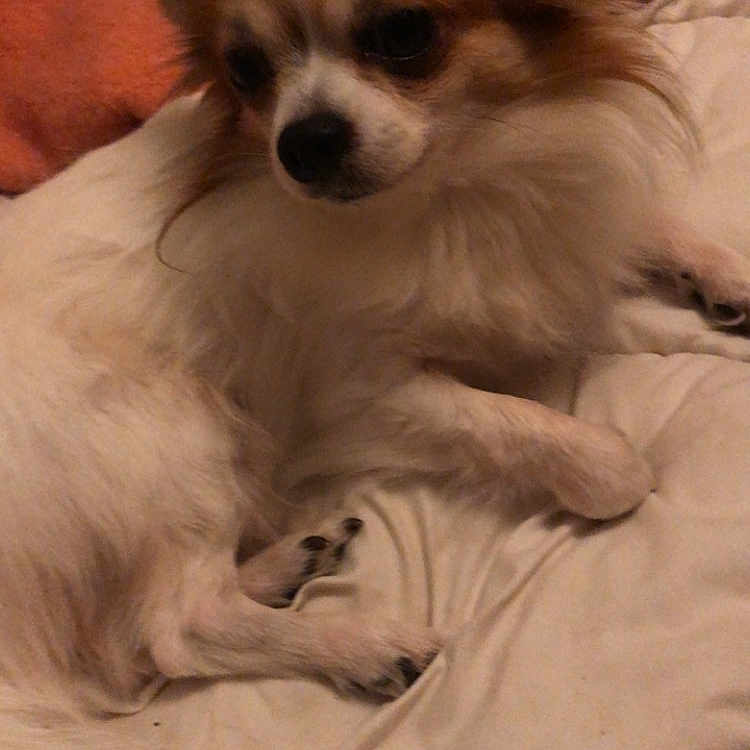 Paco