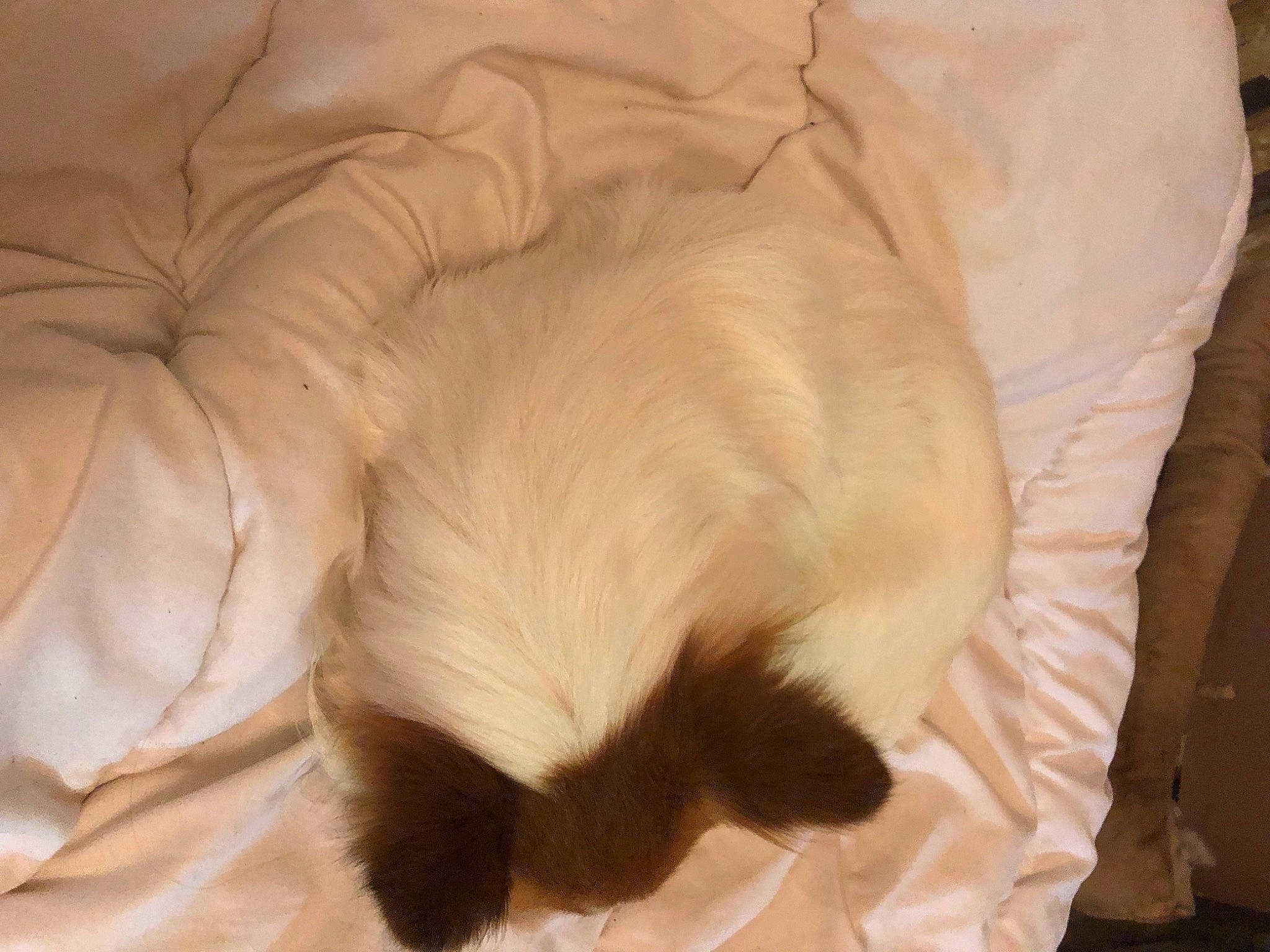 Paco participe au concours pour gagner de l'argent avec cette photo : balinese, carnivore, cat, claw, comfort, companion_dog, dog_breed, duvet, fawn, felidae, fur, nap, paw, sleep, small_to_medium_sized_cats, sporting_group, tail, terrestrial_animal, whiskers, working_animal