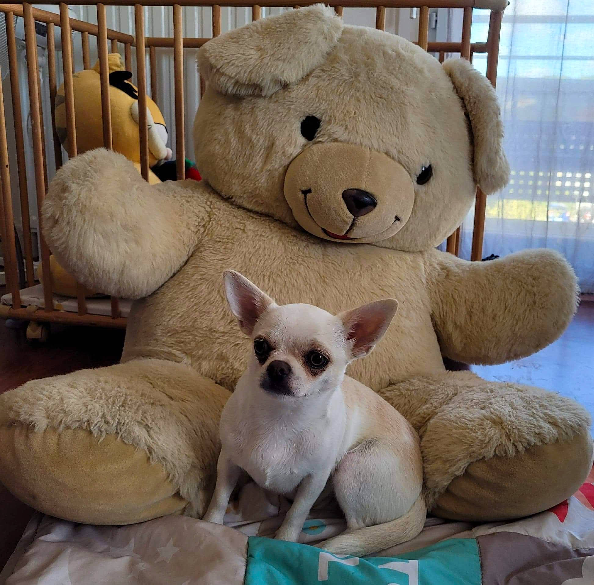 Scheibe participe au concours pour gagner de l'argent avec cette photo : carnivore, comfort, companion_dog, dog, dog_supply, fawn, fur, pet_supply, plush, room, snout, stuffed_toy, terrestrial_animal, toy, vertebrate, white, wood, working_animal