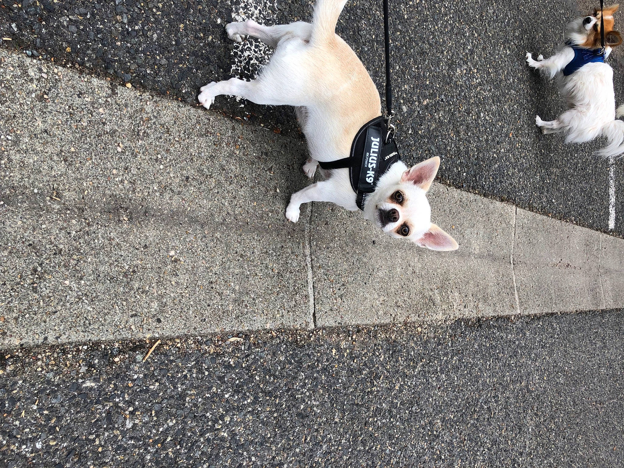 Scheibe participe au concours pour gagner de l'argent avec cette photo : asphalt, canidae, carnivore, companion_dog, dog, dog_breed, fawn, flooring, grass, human_leg, leash, paw, road, road_surface, shadow, sidewalk, sporting_group, tail, tar, toy_dog
