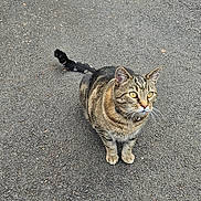 Toby joined the competition — help win amazing prizes! cat, tabby_cat, animal, pet, outdoor, asphalt, curious, feline, whiskers, tail, ears, eyes, fur, sitting, alert, nature, mammal, domestic_animal, closeup, ground