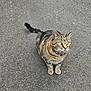 cat, tabby_cat, animal, pet, outdoor, asphalt, curious, feline, whiskers, tail, ears, eyes, fur, sitting, alert, nature, mammal, domestic_animal, closeup, ground