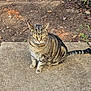 cat, tabby_cat, pet, animal, outdoor, soil, concrete, yellow_eyes, collar, bell, fur, tail, whiskers, nature, leaf, greenery, daylight, sitting, mammal, closeup