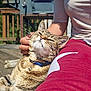 cat, tabby, pet, outdoor, sunlight, person, hand, collar, wooden_deck, relaxation, scratching, fur, closeup, casual_clothing, red_pants, white_shirt, summer, nature, companion, happy