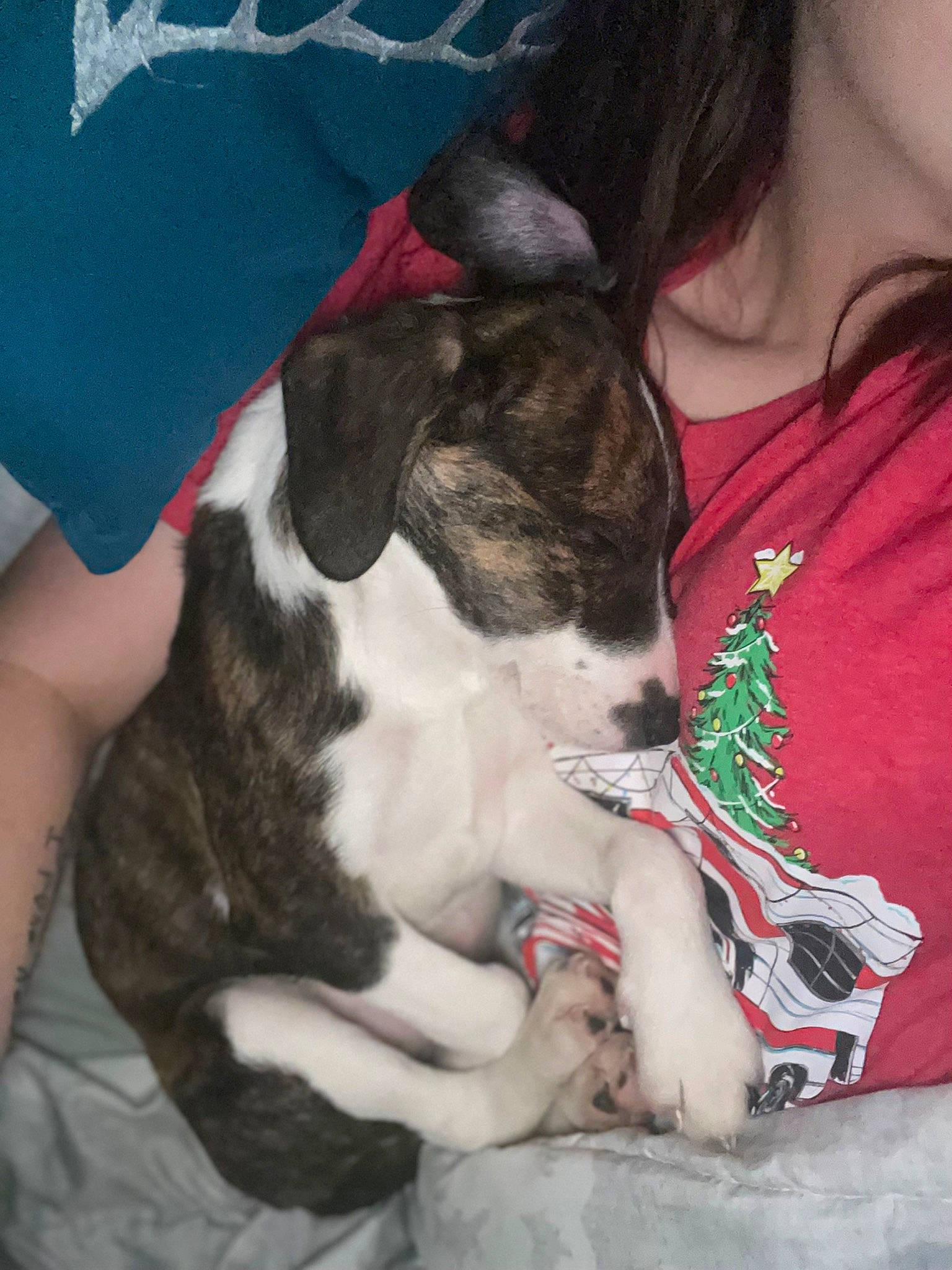 Shaybae joined the competition — help win amazing prizes! canidae, carmine, carnivore, comfort, companion_dog, dog, dog_breed, fur, human_leg, lap, non_sporting_group, paw, puppy_love, sitting, snout, sporting_group, t_shirt, toy_dog, whiskers, working_animal