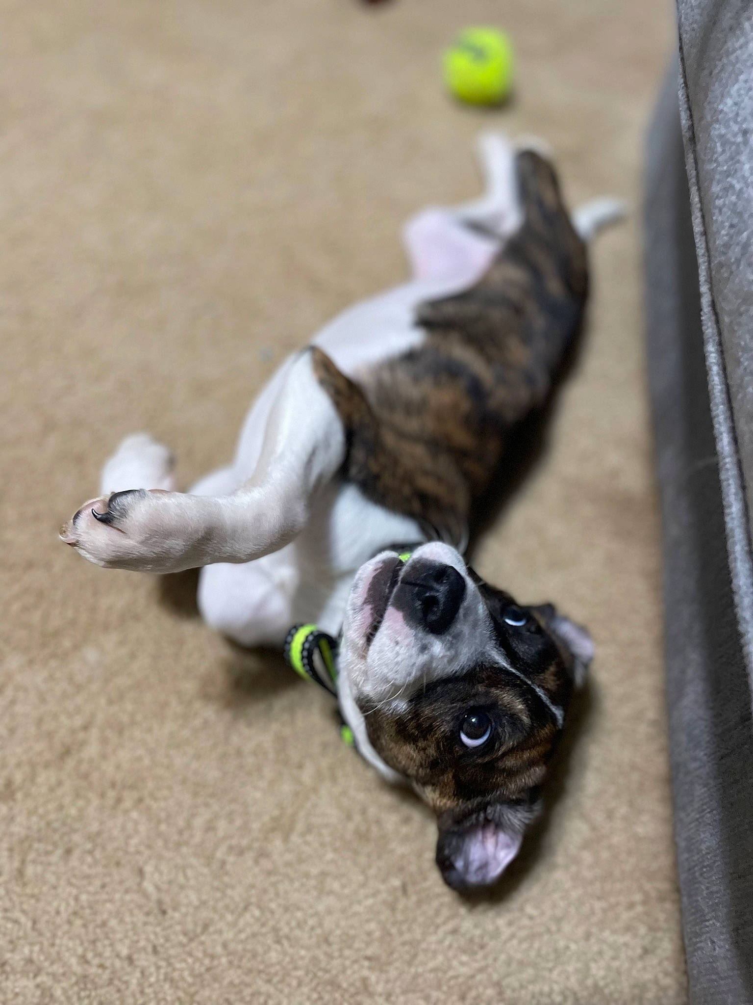 Shaybae is registered to the contest to win money with this photo: canidae, carnivore, collar, companion_dog, dog, dog_breed, dog_collar, fawn, felidae, leash, paw, pet_supply, small_to_medium_sized_cats, snout, sporting_group, tail, toy_dog, whiskers, wood, working_animal