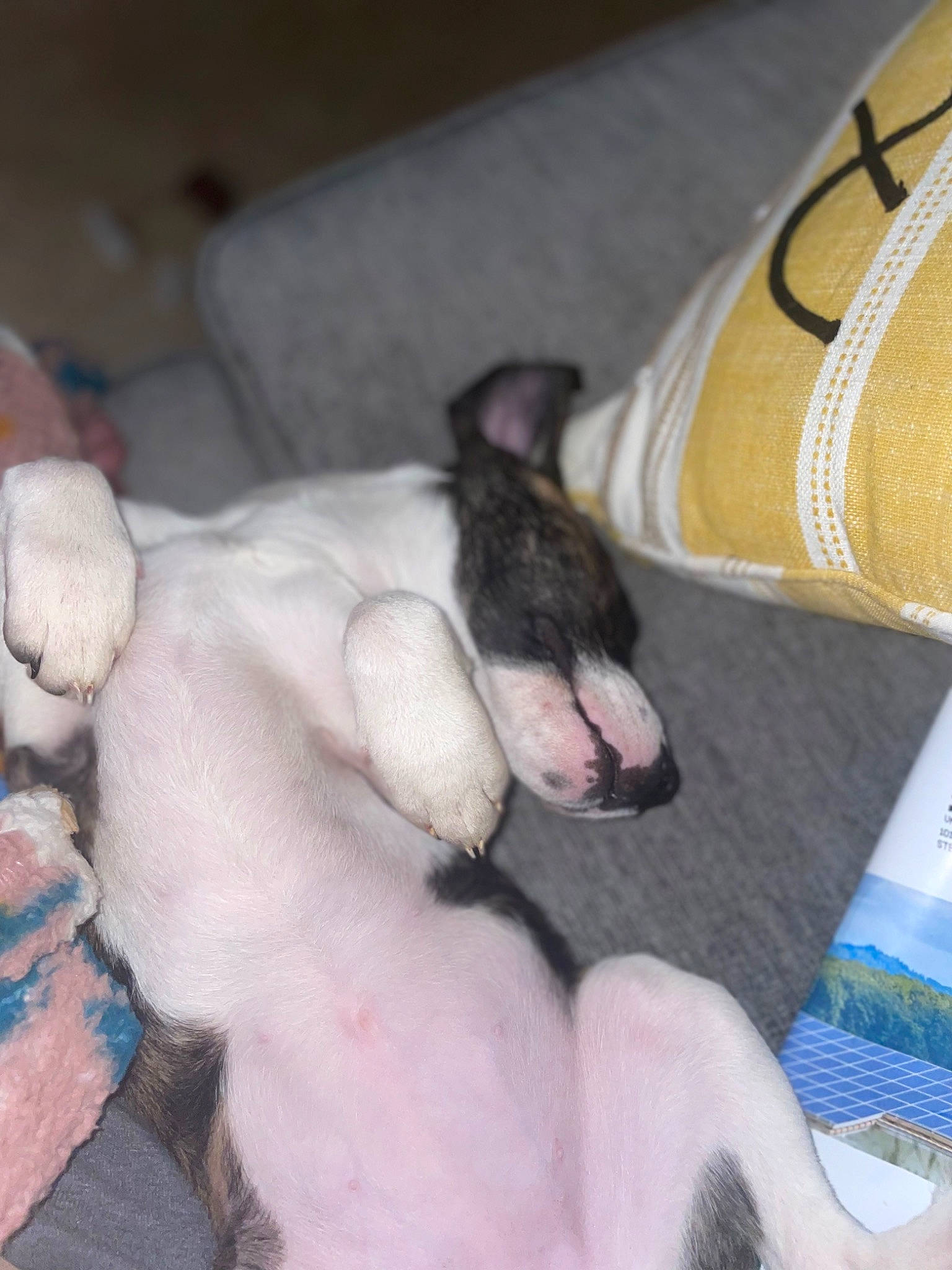 Shaybae is registered to the contest to win money with this photo: canidae, carnivore, comfort, companion_dog, dog, dog_breed, ear, fawn, felidae, fur, human_leg, linens, nap, paw, small_to_medium_sized_cats, snout, sporting_group, tail, toy_dog, whiskers