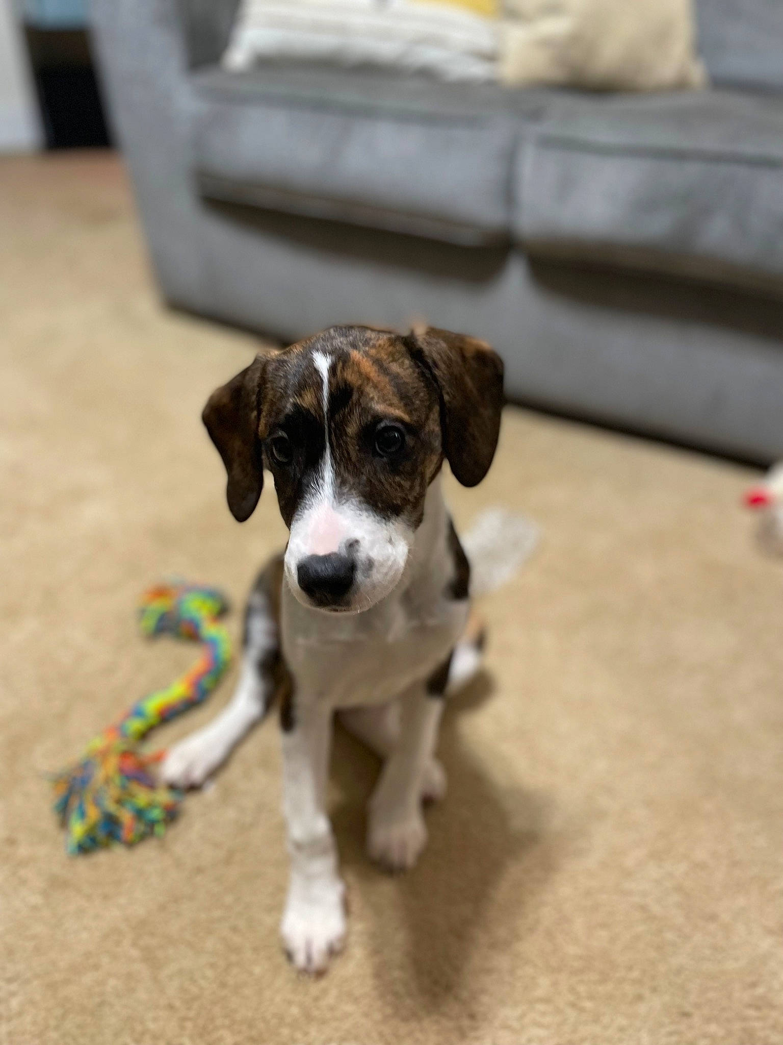 Shaybae joined the competition — help win amazing prizes! collar, companion_dog, couch, dog, dog_breed, dog_supply, flooring, furniture, hardwood, living_room, paw, pet_supply, pillow, sofa_bed, studio_couch, tail, terrier, toy_dog, wood, working_animal