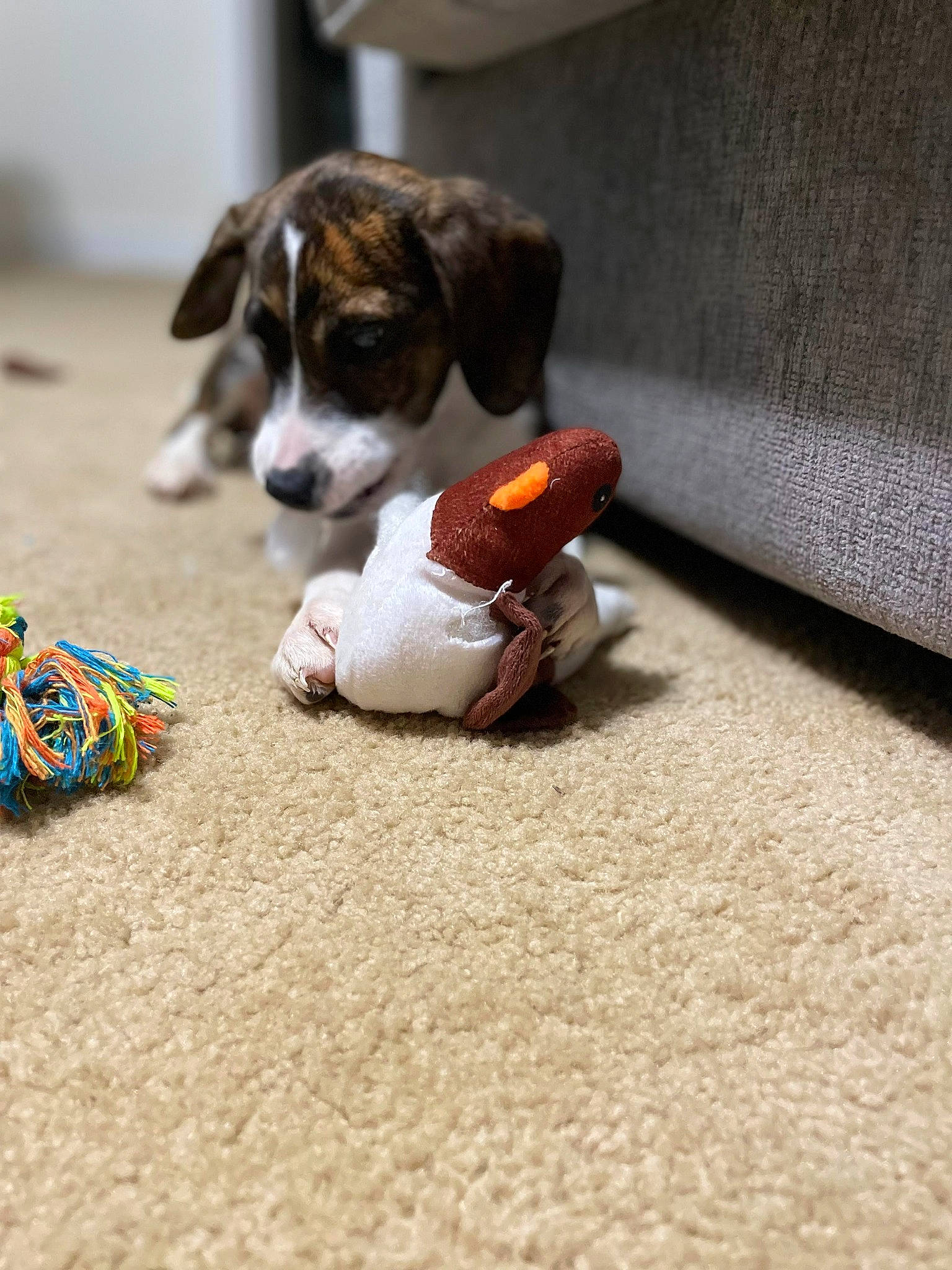 Shaybae is registered to the contest to win money with this photo: canidae, carmine, carnivore, companion_dog, couch, dog, dog_breed, dog_supply, dog_toy, flooring, linens, paw, play, road_surface, soil, sporting_group, tail, toy, wood