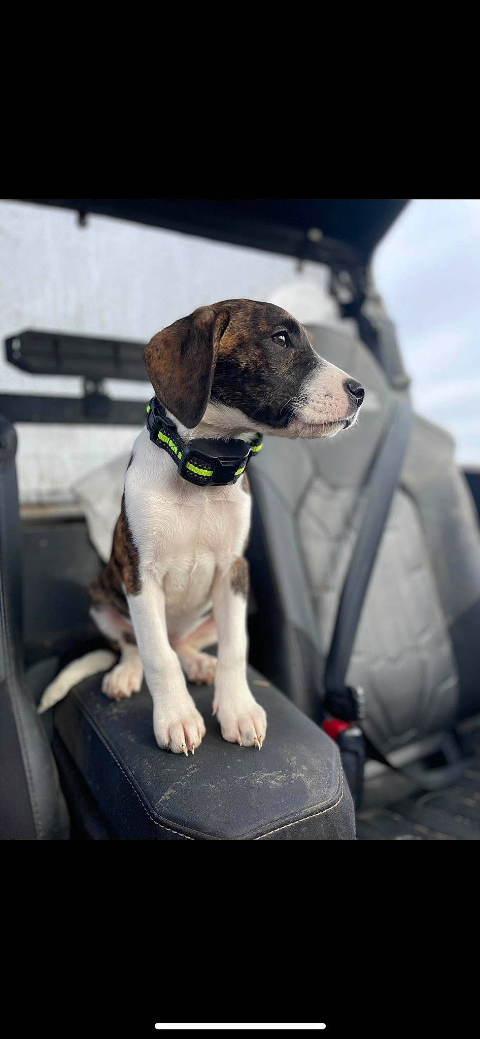 Shaybae joined the competition — help win amazing prizes! canidae, carnivore, collar, companion_dog, dog, dog_breed, dog_collar, dog_supply, fawn, gun_dog, hunting_dog, leash, pet_supply, scent_hound, snout, sporting_group, vehicle, vehicle_door, windshield, working_animal