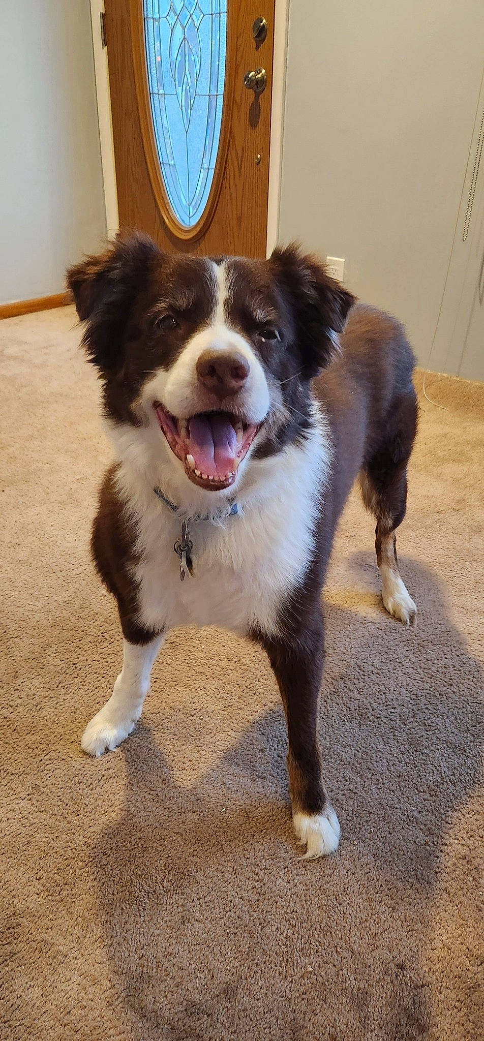 Max joined the competition — help win amazing prizes! australian_collie, border_collie, carnivore, collar, companion_dog, dog, dog_breed, door, flooring, fur, giant_dog_breed, guard_dog, herding_dog, plant, sporting_group, whiskers, working_animal, working_dog