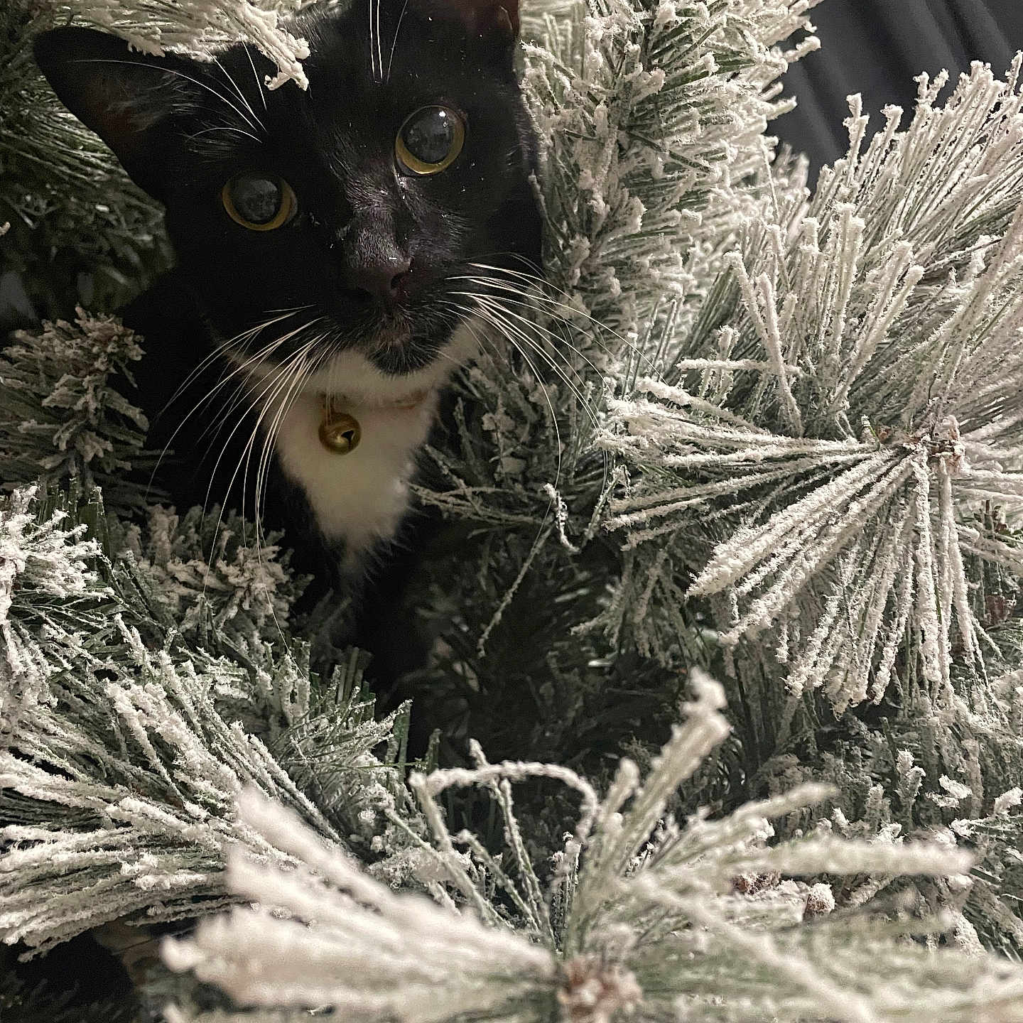 Kitkat joined the competition — help win amazing prizes! abyssinian, animal, blackcat, cat, face, fir, flower, frost, head, ice, kitten, manx, nature, outdoors, pet, plant, snow, tree, vegetation, weather