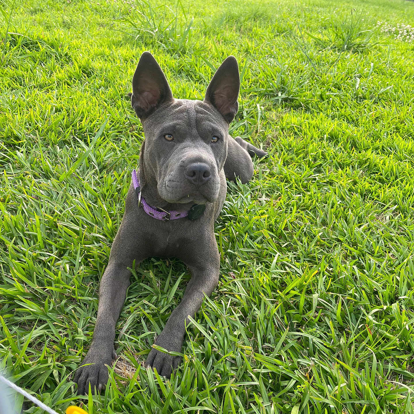 Ellie joined the competition — help win amazing prizes! animal, bulldog, canine, device, dog, field, flower, frenchbulldog, grass, grassland, green, lawn, nature, outdoors, pet, pitbull, plant, puppy, screwdriver, tool
