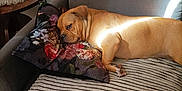 Vanille participe au concours pour gagner de l'argent avec cette photo : dog, couch, pillow, striped_blanket, living_room, sunlight, brown_dog, resting, floral_pillow, indoor, tile_floor, side_table, vase, feathers, relaxing, pet, cozy, home_decor, furniture, animal