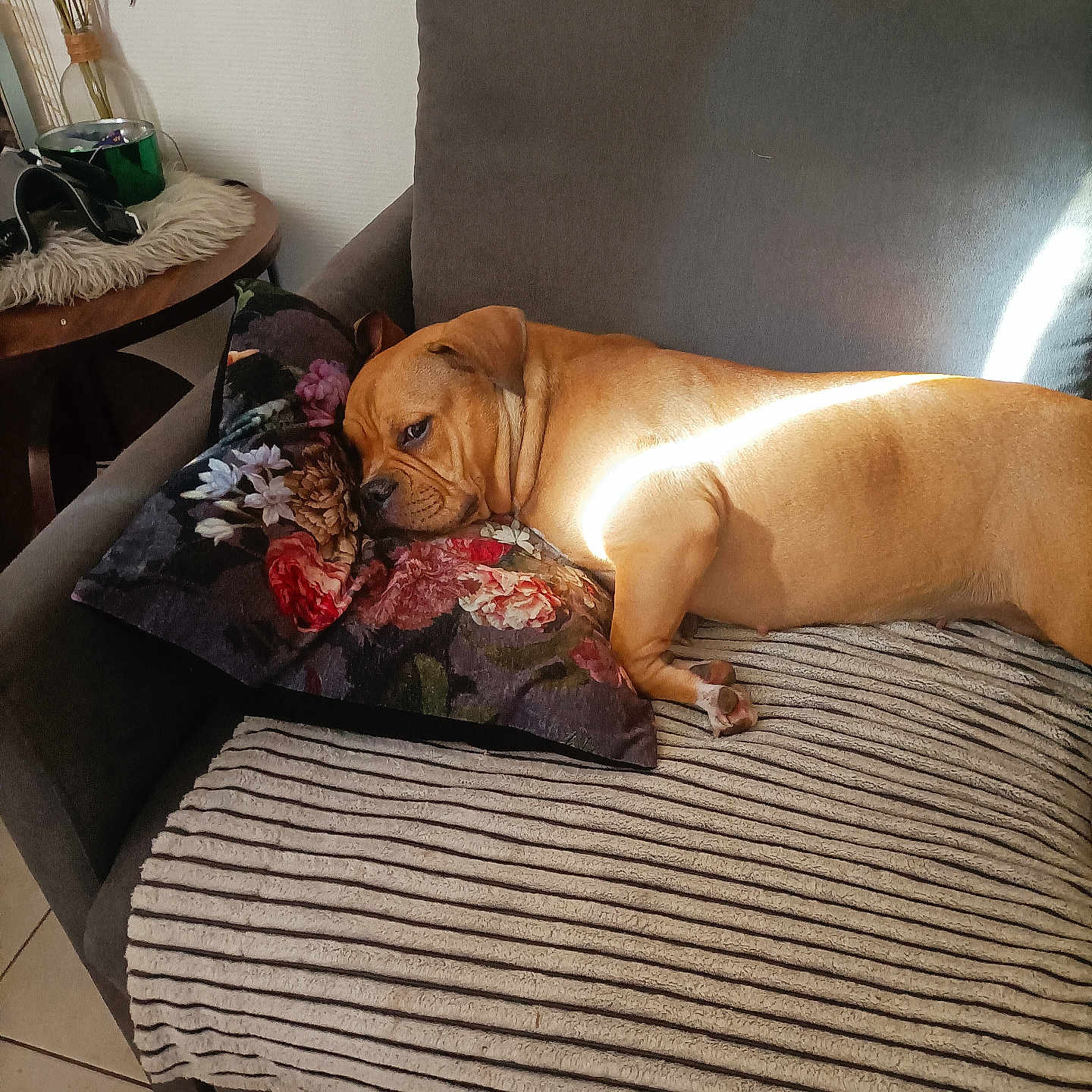 Vanille participe au concours pour gagner de l'argent avec cette photo : animal, brown_dog, couch, cozy, dog, feathers, floral_pillow, furniture, home_decor, indoor, living_room, pet, pillow, relaxing, resting, side_table, striped_blanket, sunlight, tile_floor, vase