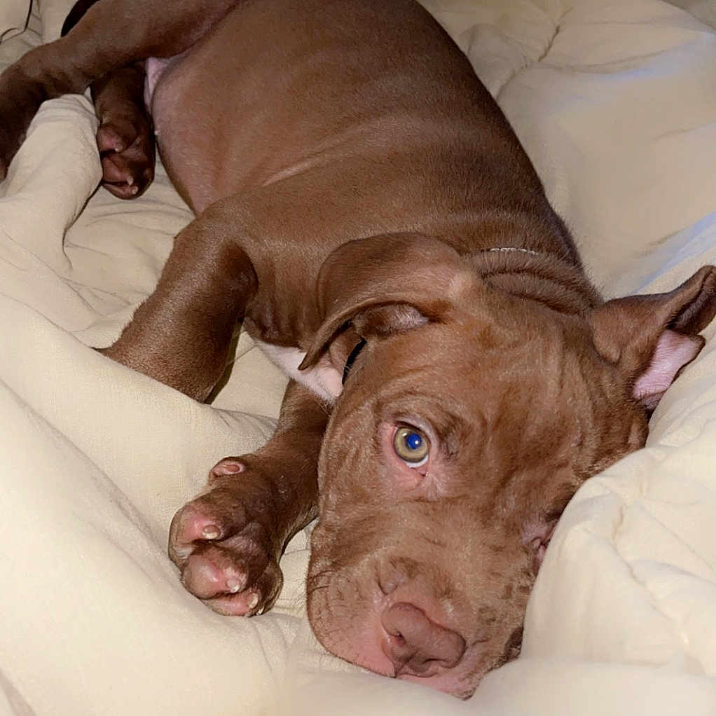 Coop joined the competition — help win amazing prizes! animal, bed, blanket, bodypart, bulldog, canine, couch, dog, finger, frenchbulldog, furniture, hand, hound, labradorretriever, person, pet, pitbull, pointer, puppy, sleeping