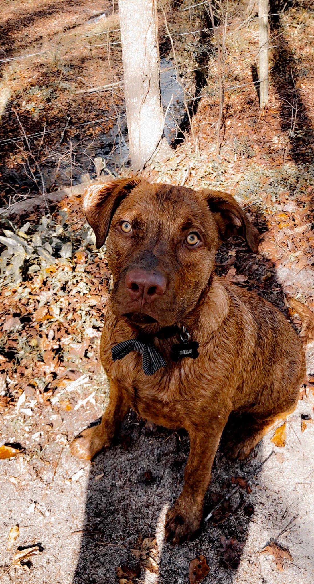 Beau