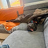blinds, collar, comfortable, couch, cozy, cup, dog, furniture, gray_furniture, home, indoor, living_room, orange_blanket, pet, relaxed, sleeping, sprawled, straw, tongue_out, window