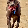 animal, beach, black_dog, canine, collar, daytime, dog, ears_up, energetic, happy, motion, nature, outdoor, paw_prints, pet, playful, running, sand, sunlight, tongue_out
