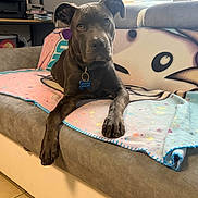 Grisouille participe au concours pour gagner de l'argent avec cette photo : dog, pet, indoor, couch, blanket, paw, curious, brown_dog, collar, tag, window, blinds, furniture, floor, tile_floor, relaxed, animal, domestic_animal, home, portrait