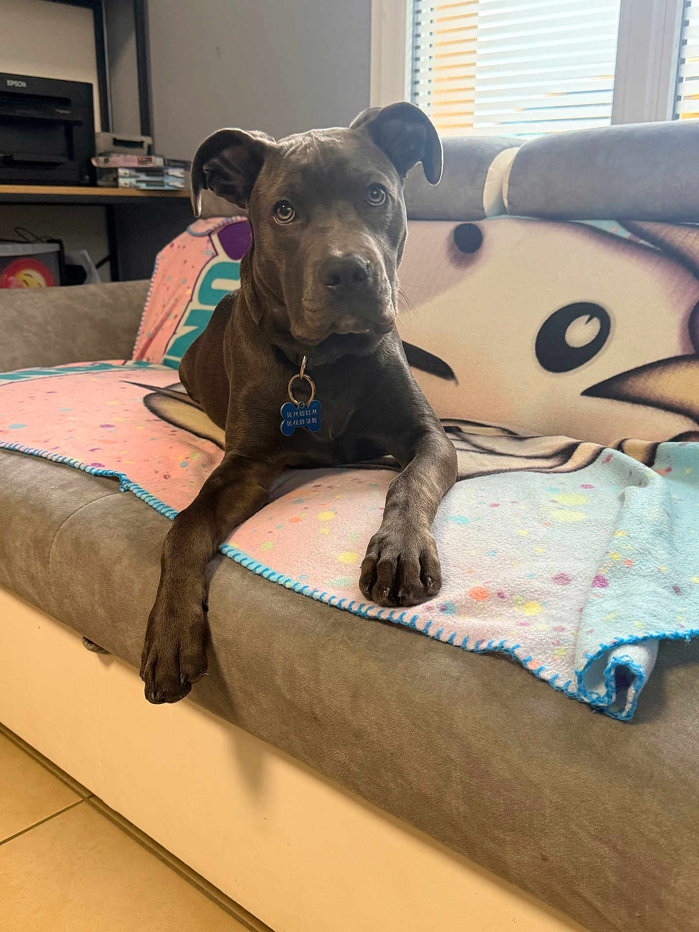 Grisouille participe au concours pour gagner de l'argent avec cette photo : dog, pet, indoor, couch, blanket, paw, curious, brown_dog, collar, tag, window, blinds, furniture, floor, tile_floor, relaxed, animal, domestic_animal, home, portrait