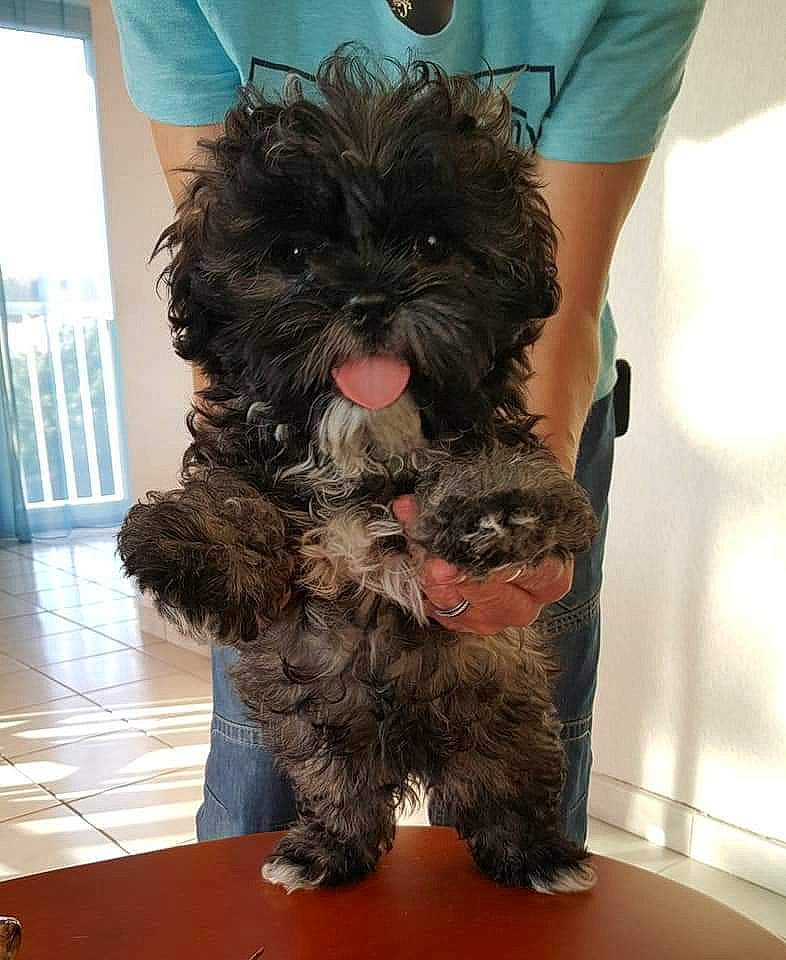 Guizmo participe au concours pour gagner de l'argent avec cette photo : black, blue, canidae, carnivore, companion_dog, dog, dog_breed, dog_supply, fur, hat, liver, maltepoo, small_terrier, sporting_group, table, terrier, toy_dog, water_dog, working_animal, yorkipoo