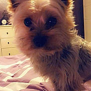 Haribo a rejoint le concours — aidez-le/la à gagner de superbes lots ! animal, bed, bedding, clock, close_up, cozy, curious, dog, dresser, ears, fluffy, fur, furniture, home, indoor, pet, portrait, purple, small_dog, white