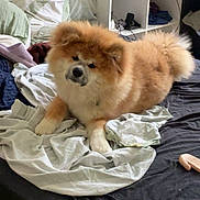 Adka a rejoint le concours — aidez-le/la à gagner de superbes lots ! animal, bed, blanket, canine, casual, clothes, cozy, curious, cute, dog, fluffy, fur, furniture, indoor, messy, pet, resting, room, shelf, sleep