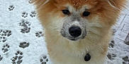 Adka participe au concours pour gagner de l'argent avec cette photo : adorable, animal, brown, canine, collar, curious, cute, dog, fluffy, fur, mammal, nature, outdoor, paw_prints, pet, playful, snow, walking, white, winter