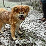 Adka a rejoint le concours — aidez-le/la à gagner de superbes lots ! animal, boots, cold, daytime, dog, fluffy, grass, ground, happy, leaf, nature, outdoor, park, person, pet, snow, snowfall, tongue_out, tree, winter