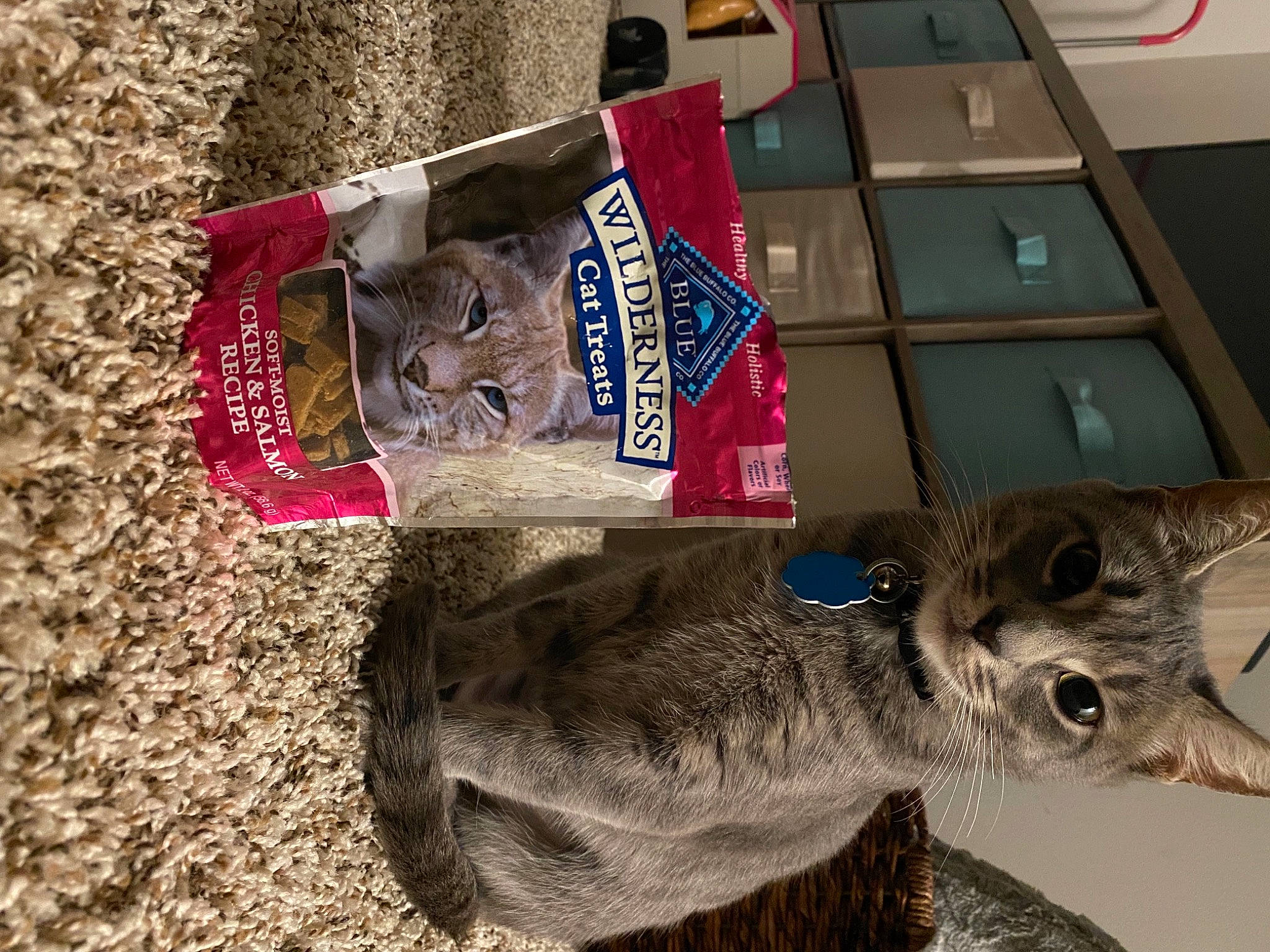 Dusk is registered to the contest to win money with this photo: art, box, carnivore, carton, cat, domestic_short_haired_cat, felidae, food, fur, mammal, russian_blue, shipping_box, small_to_medium_sized_cats, snout, soil, tail, terrestrial_animal, vertebrate, visual_arts, whiskers