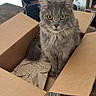 Rio participe au concours pour gagner de l'argent avec cette photo : cat, gray_cat, fluffy, long_hair, pet, animal, yellow_eyes, sitting, cardboard_box, packing_paper, indoors, dining_room, table, wooden_floor, wallpaper, furniture, portrait, centered_subject, alert, cozy