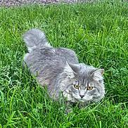 Rio participe au concours pour gagner de l'argent avec cette photo : cat, gray_cat, fluffy, long_hair, animal, pet, feline, grass, garden, outdoors, greenery, crouching, staring, yellow_eyes, whiskers, ears, tail, fur, lawn, portrait